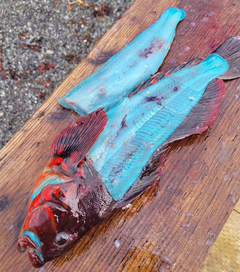 長線六線魚魚肉呈現亮眼的藍色。(翻攝臉書粉專The Lodge at Otter Cove)