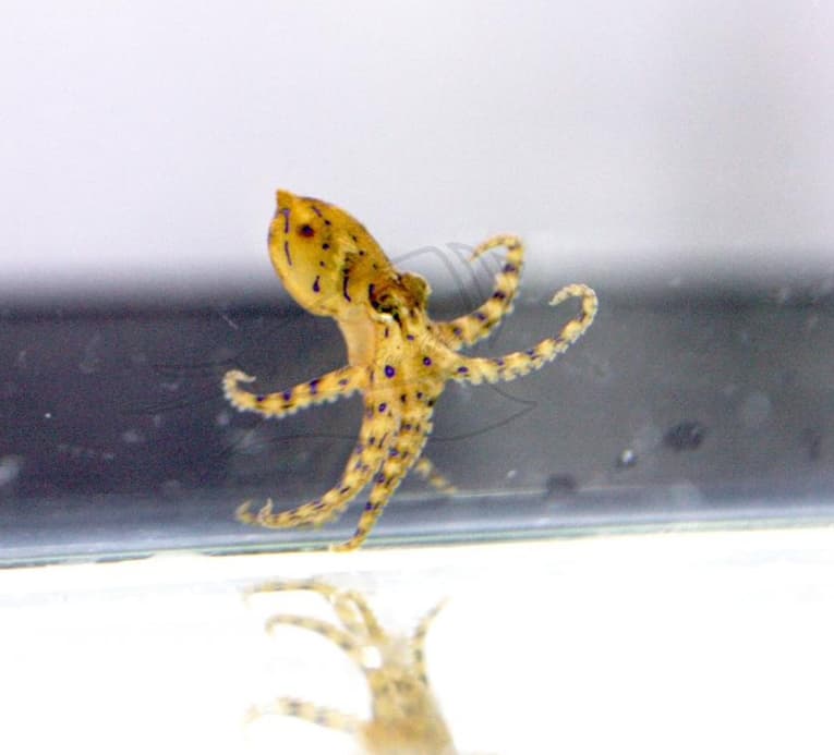 藍環章魚會從唾液腺釋出毒液,成分主要為河魨毒。(翻攝自農業部網站)