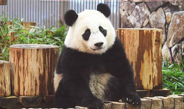 大貓熊楓濱(4歲)。(翻攝冒險大世界遊樂園官網)