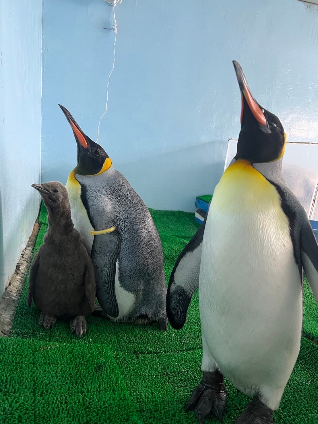 「烏龍茶」十分有育兒經驗,與企鵝寶寶緊緊黏在一起,嘟胖被晾在一邊。(Xpark提供)