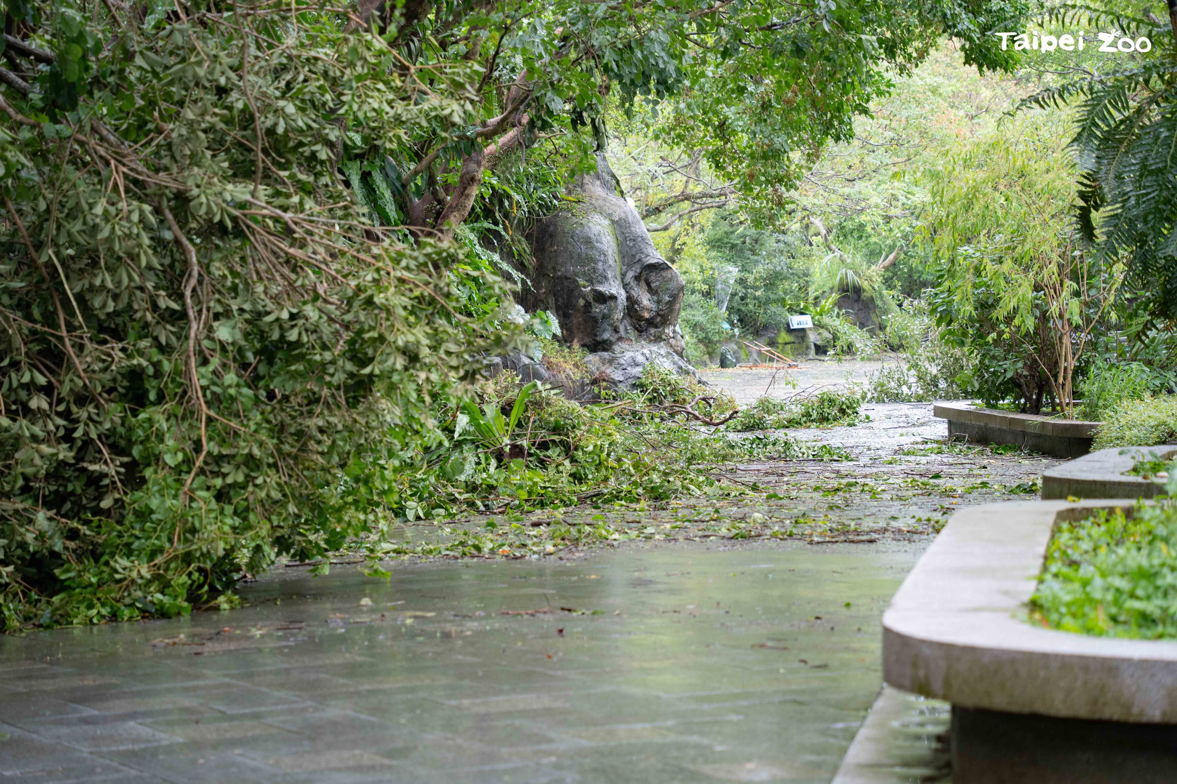 臺灣動物區植栽倒塌。(台北市立動物園提供)