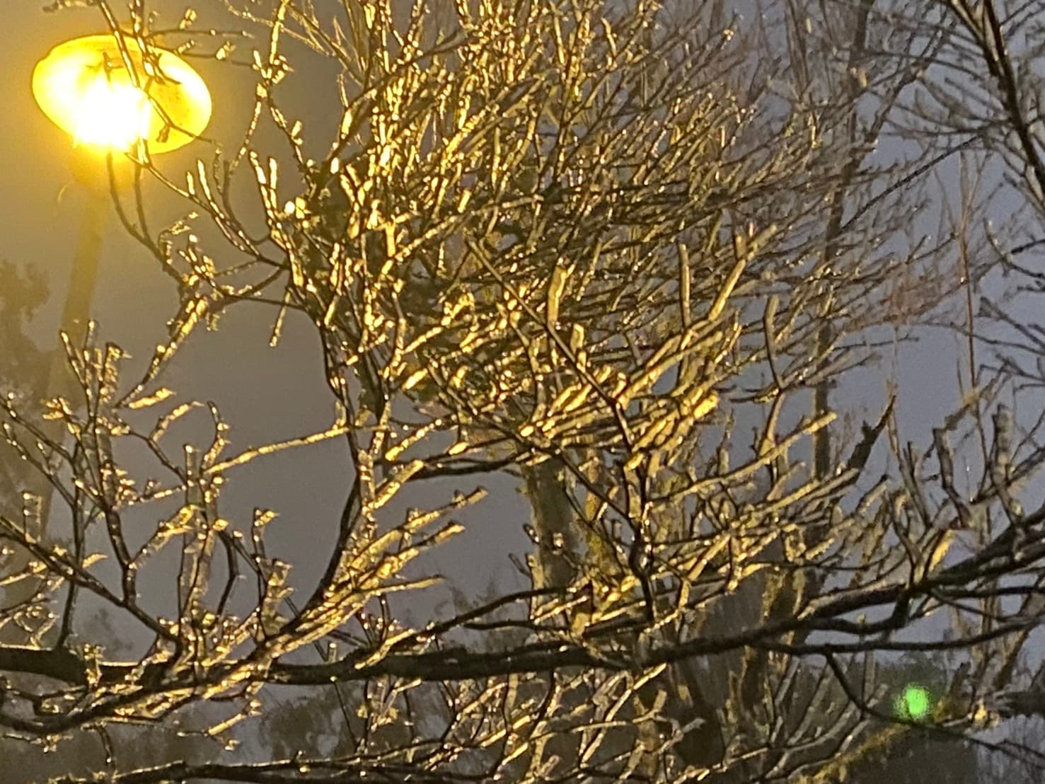 太平山今天凌晨降到零下3度，清晨6點到零下4度，園區出現霧凇美景。（林業及自然保育署宜蘭分署提供）