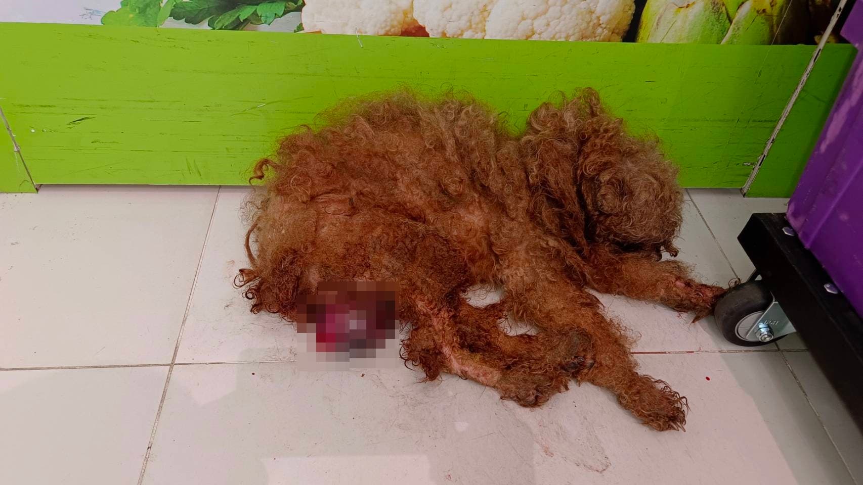 民眾通報貴賓犬下腹部受傷滲血。(新北動保處提供)