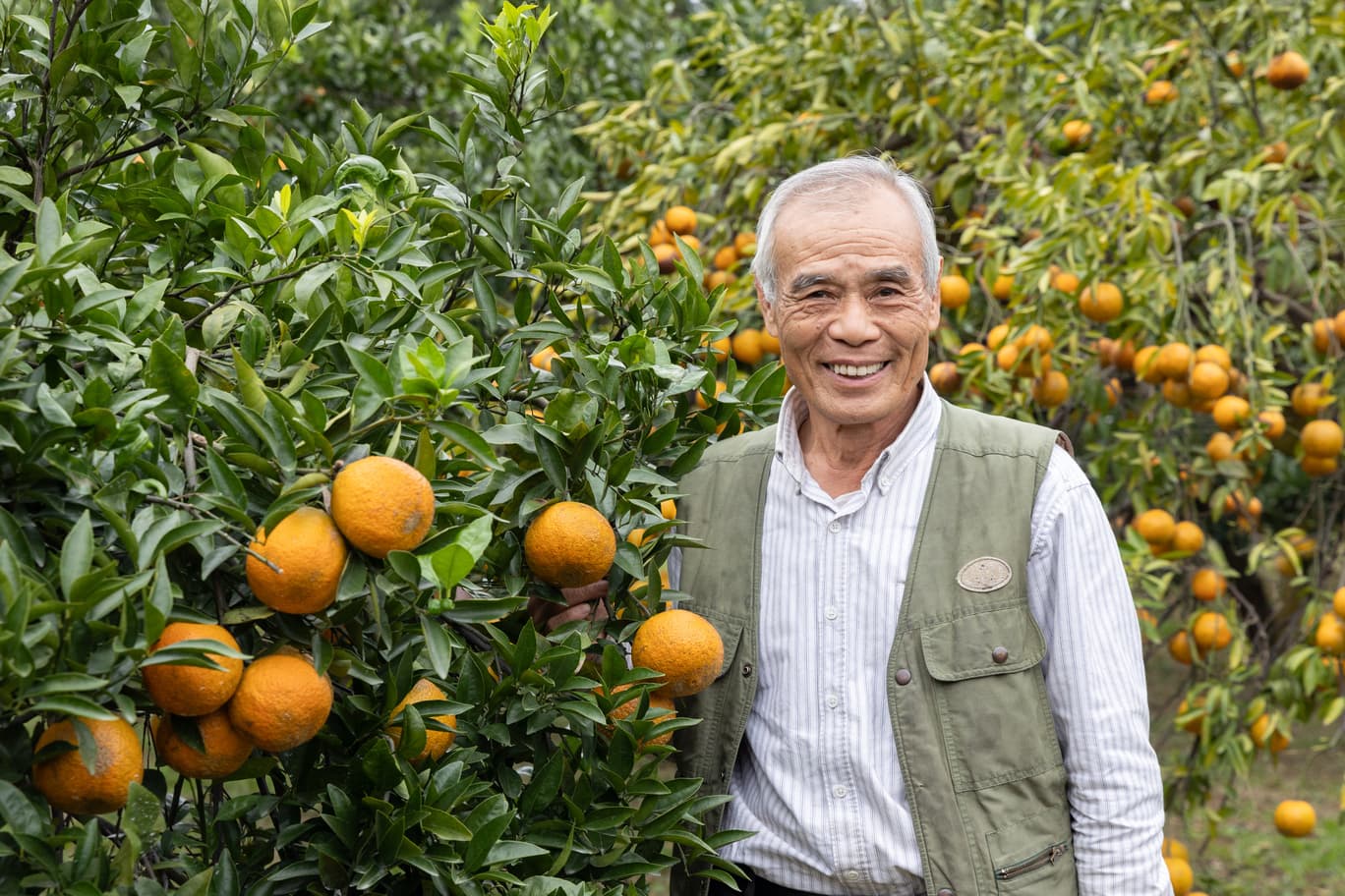 種植桶柑近40年的老老闆陳運南,也會親自帶領遊客採果。