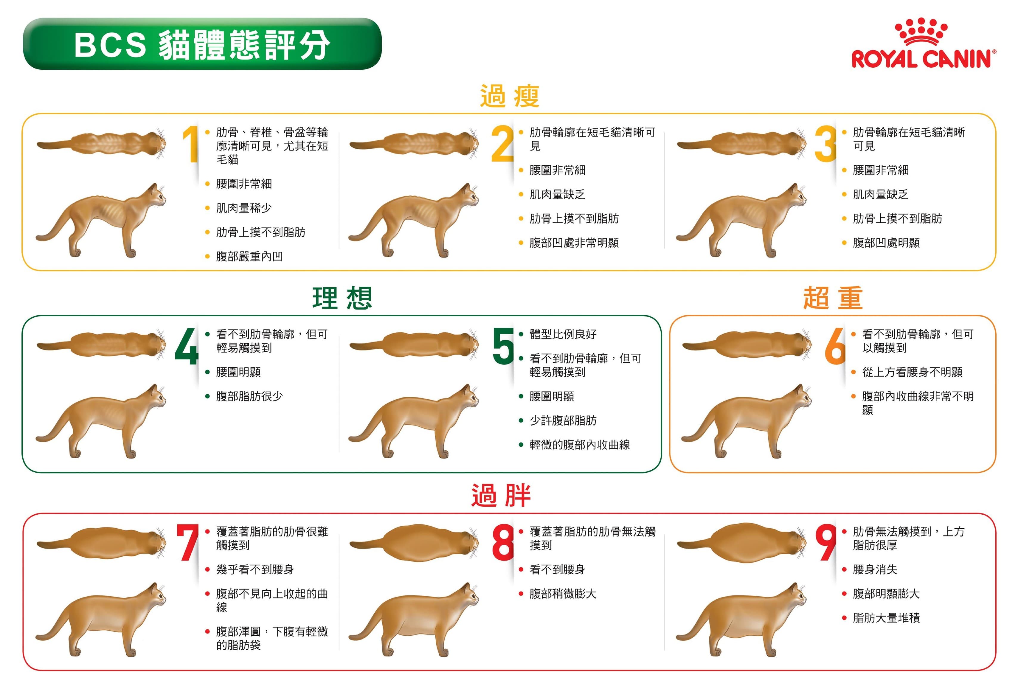 法國皇家BCS(Body Condition Score)貓體態評分表 (法國皇家提供)