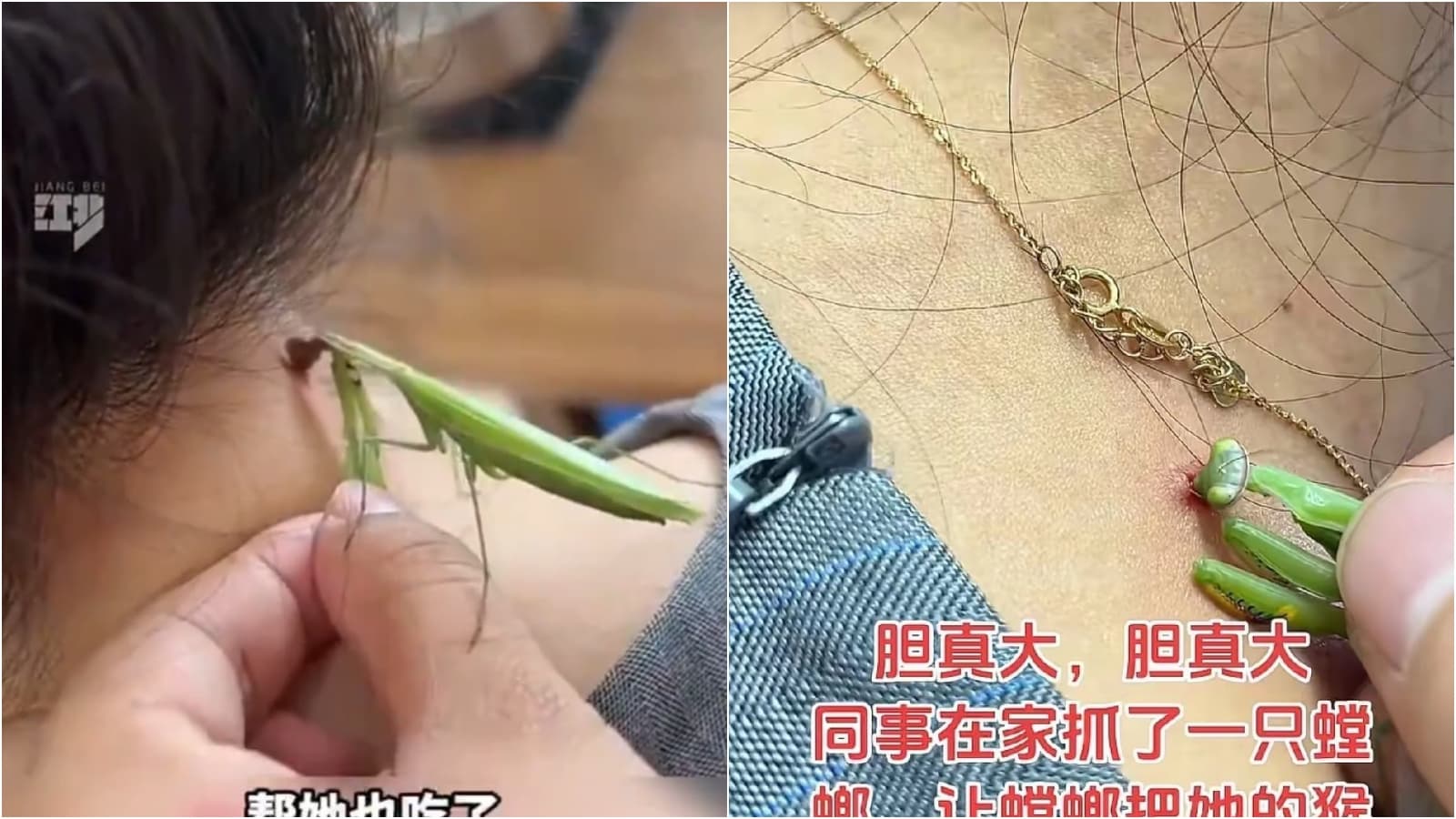 「螳螂」被中國女子拿來除身上醜醜的肉疣。(翻攝X)