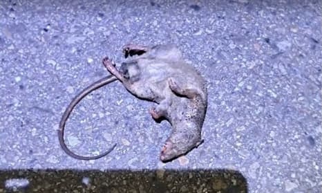 這次停電的凶手是老鼠,其咬斷高壓電線導致大停電,而牠也被高壓電線當場電死。(翻攝畫面)