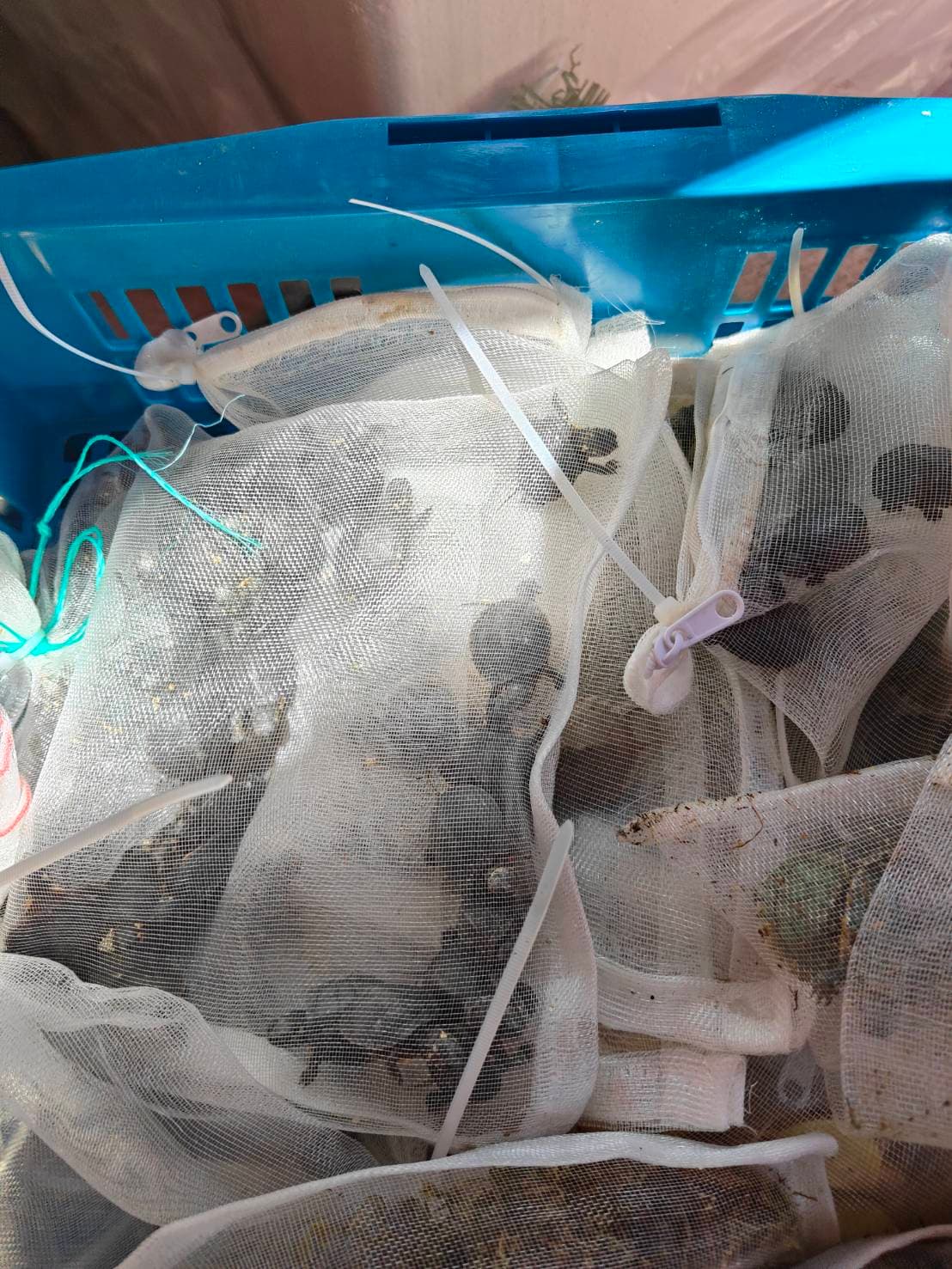 走私生物包括龜類。(海巡署提供)