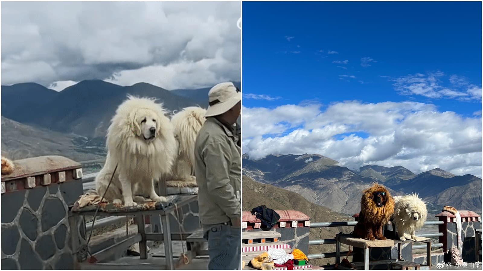 有網友發現西藏知名景點與藏獒合影的犬隻竟是拉布拉多、薩摩耶所假扮的。(翻攝自微博)