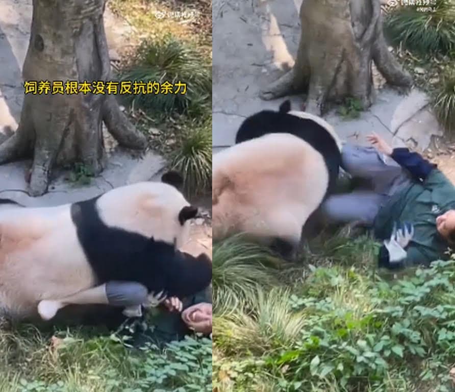 貓熊將飼養員撲倒在地,還好最後飼養員自行逃脫。(翻攝微博)