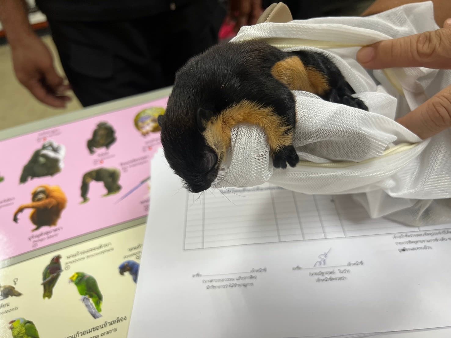 1名台灣男子涉嫌將多隻受保護的野生動物藏於身上，企圖偷運出境返台。（翻攝自กรมอุทยานแห่งชาติ สัตว์ป่า และพันธุ์พืช ）