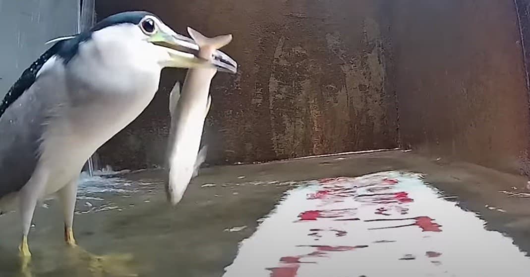 即時影像捕捉到夜鷺捕香魚的畫面,顯示這個曾經的香魚故鄉新店溪,又重新活絡了起來。(翻攝碧潭堰魚道直播)
