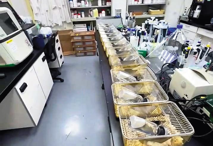 上百隻老鼠被混養在滿是儀器及化學藥物的實驗室,差點全被安樂死。(讀者提供)