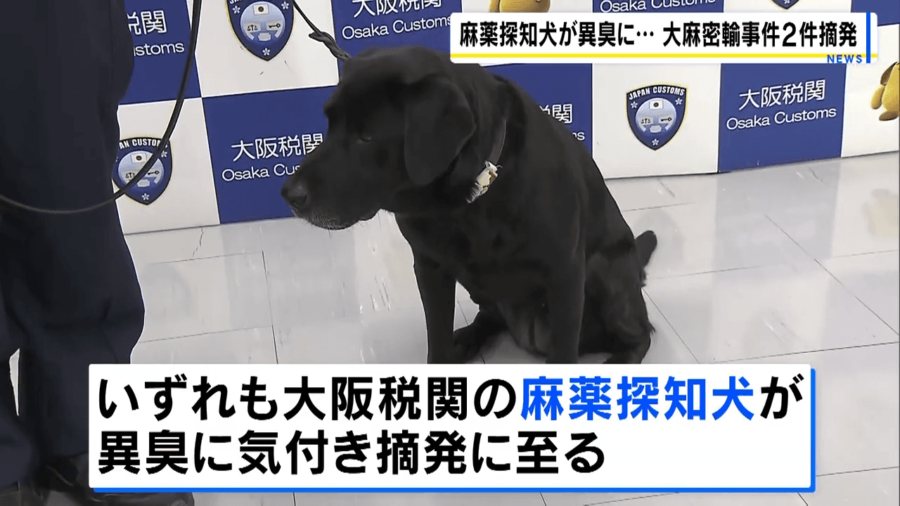 緝毒犬發現黃女行李有異，成功讓海關人員將她攔截下來。（翻攝自YouTube MBS新聞資訊）