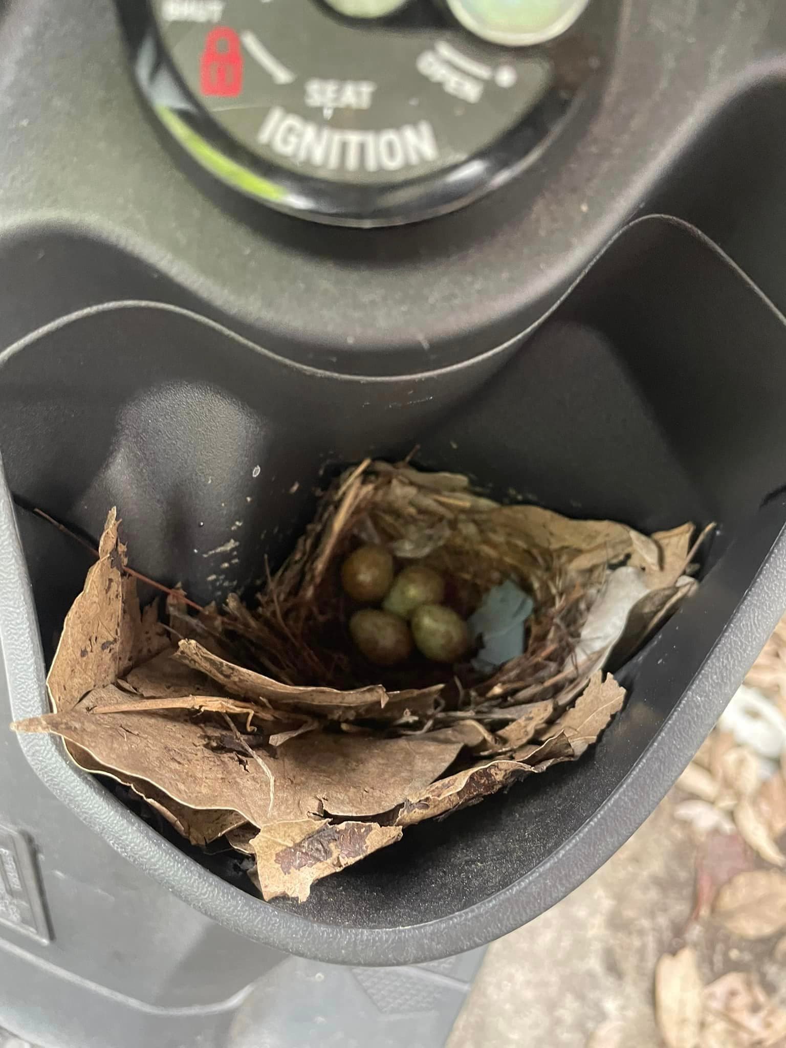 有隻可愛的小鳥在機車的飲料杯架內築巢,下面還有4顆正在孵化的蛋。(翻攝自爆廢公社)