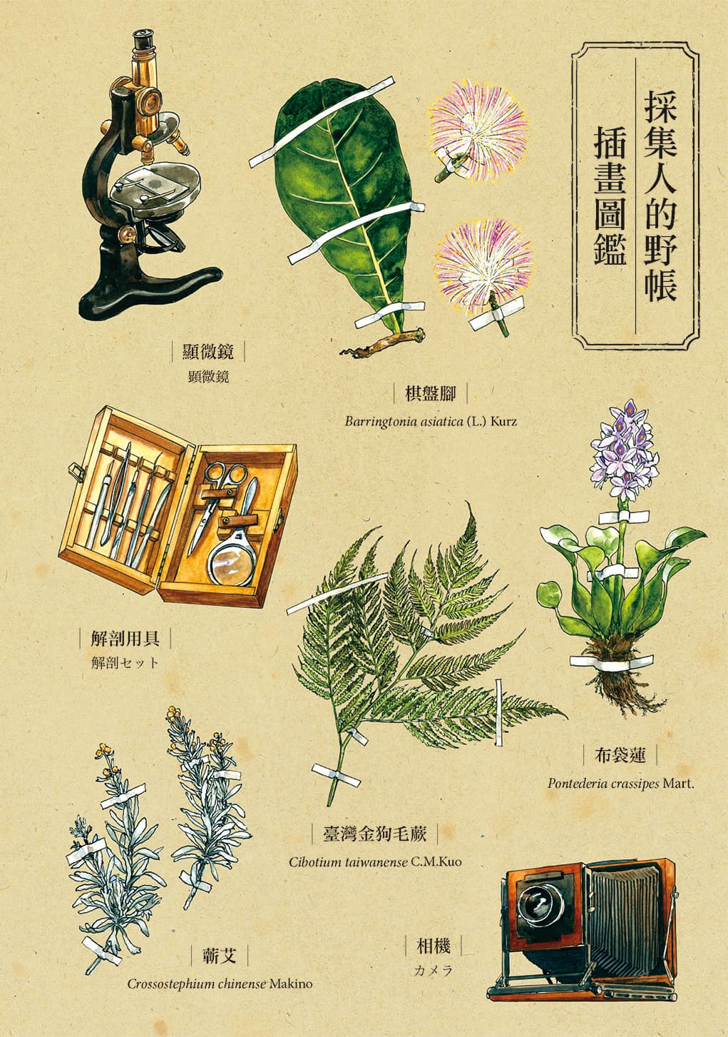 英張在《採集人的野帳》中繪製許多植物及採集器具，每集單行本都會以彩色圖鑑特別介紹。（蓋亞文化提供）