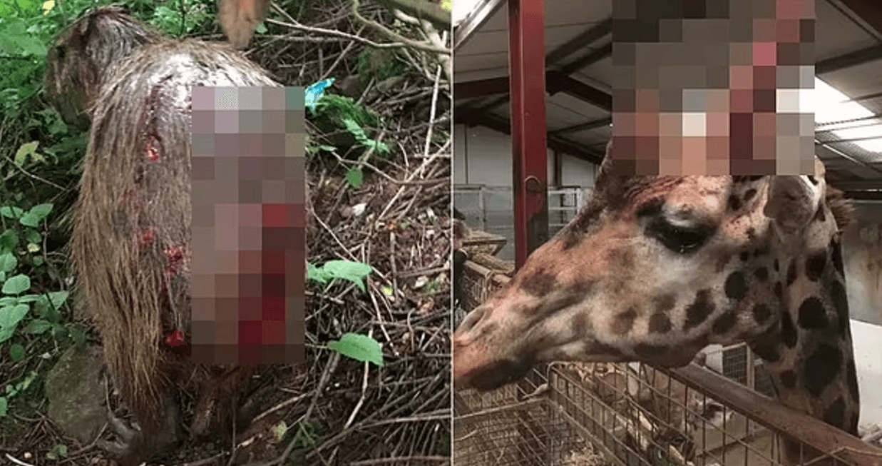 滿身是傷的水豚（左），和頭部、耳朵受傷的長頸鹿（右）。（翻攝自freedomforanimals官網）