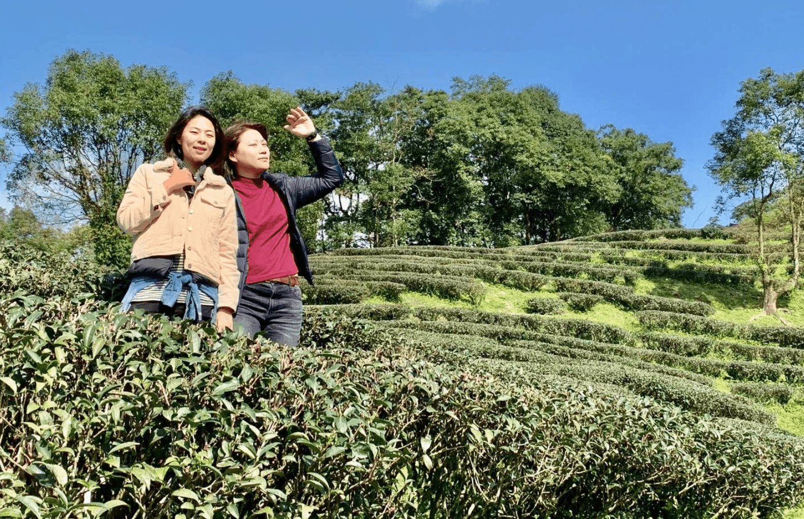 Sharon與Cindy親自造訪各個生產高品質茶葉、原料的產地,尋找最佳風味。(Zestea提供)