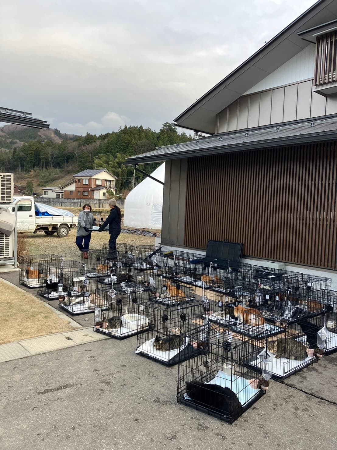 搶救回來的貓暫時安置在鐵籠裏。(桐本滉平提供)