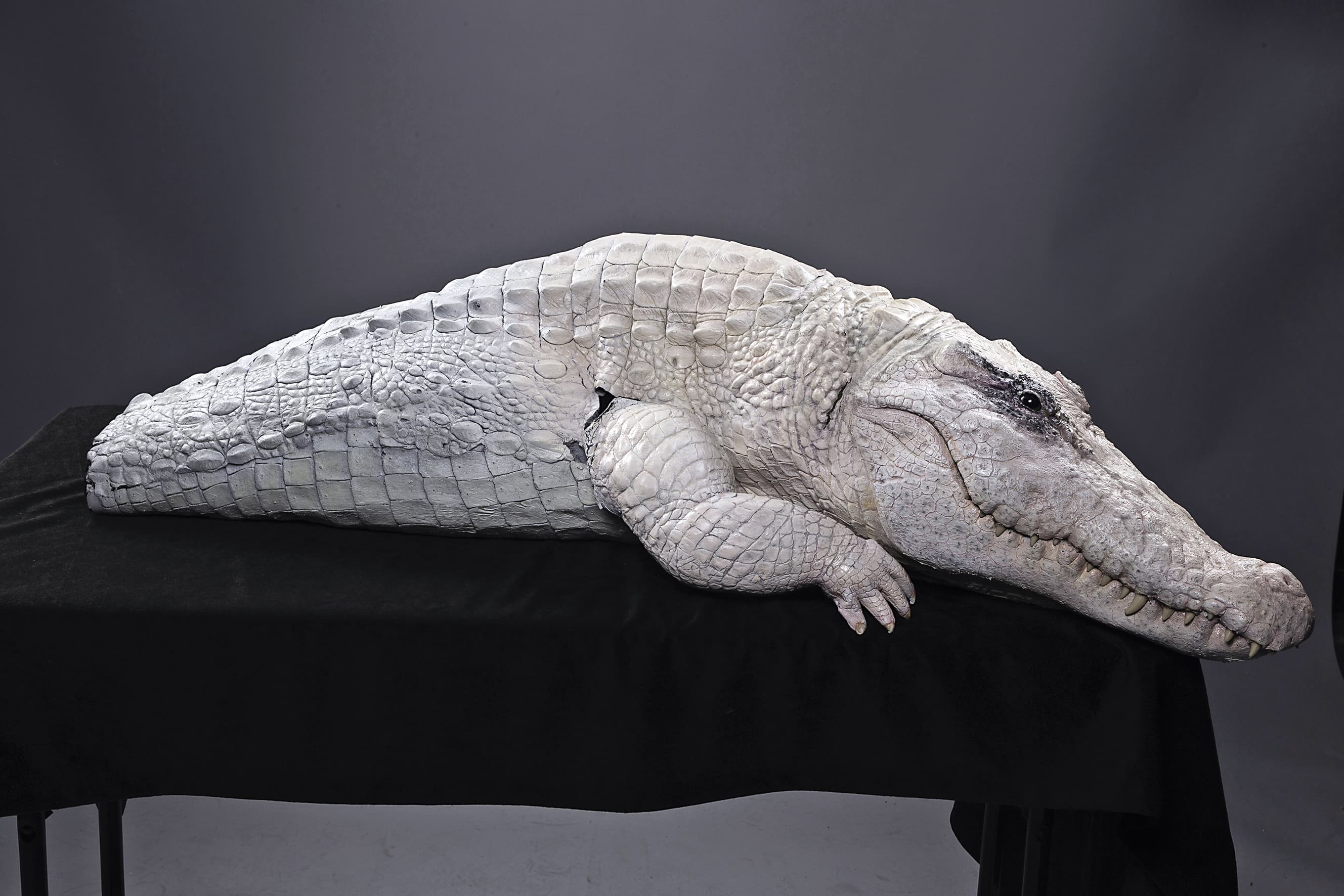 好萊塢特效公司傳奇工作室為「獸人樂團」的歌曲〈Alligator〉MV打造一隻白鱷魚。(洪詩婷提供)