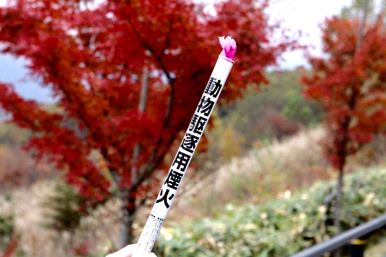 碰上熊出沒的季節,在地嚮導還是帶了驅逐動物用的煙火以防萬一。