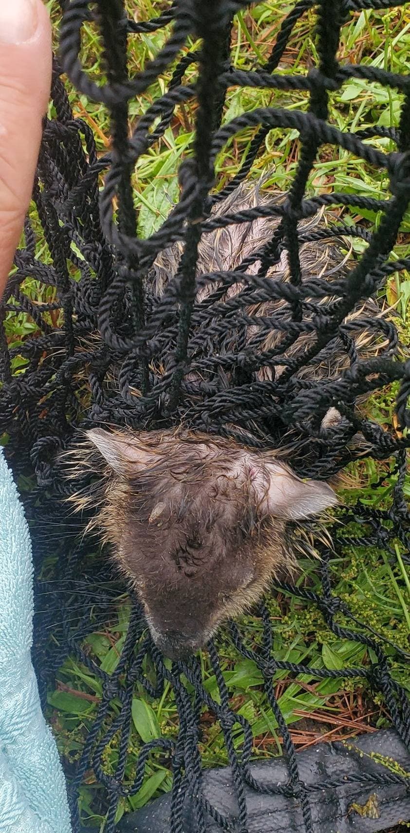 土撥鼠被球網纏住。(翻攝自臉書@Belchertown Animal Control)
