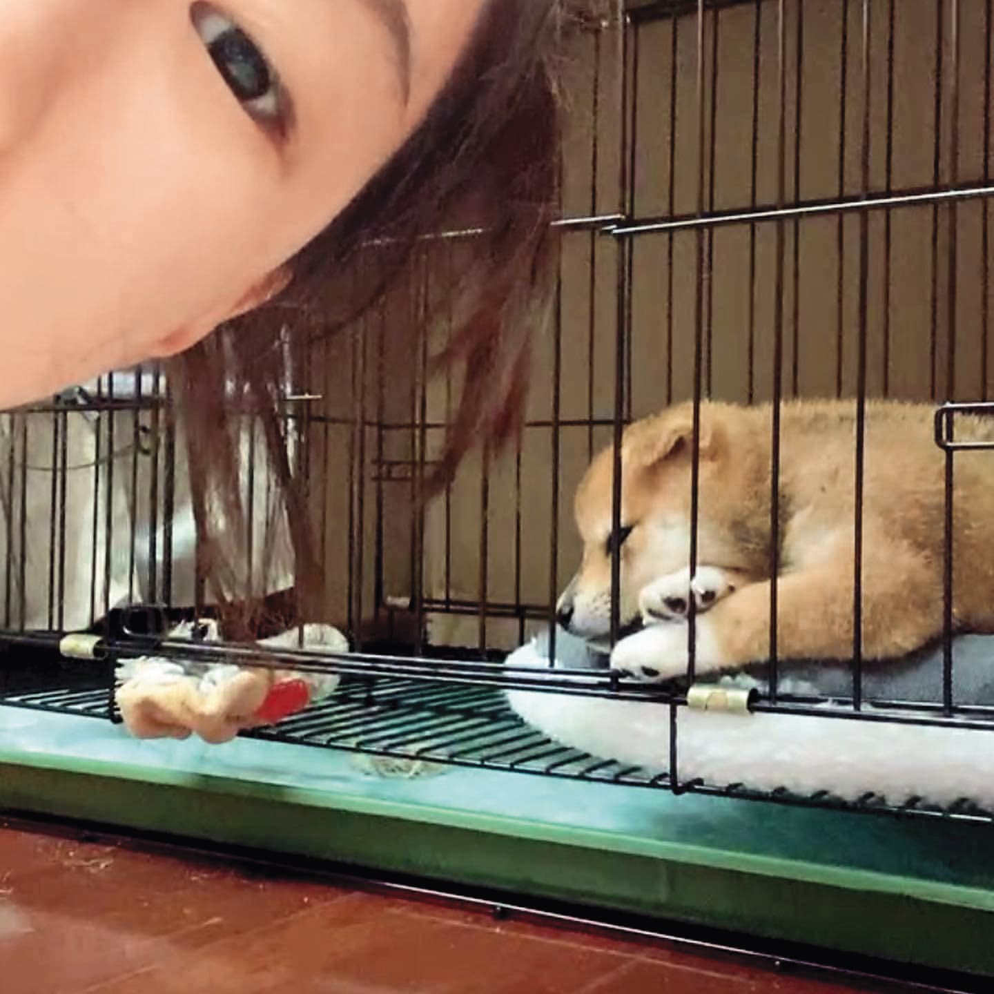 柴犬逗比出生40天就被Nia李若綺帶回家，小小的身軀非常可愛。（翻攝自Nia李若綺IG）