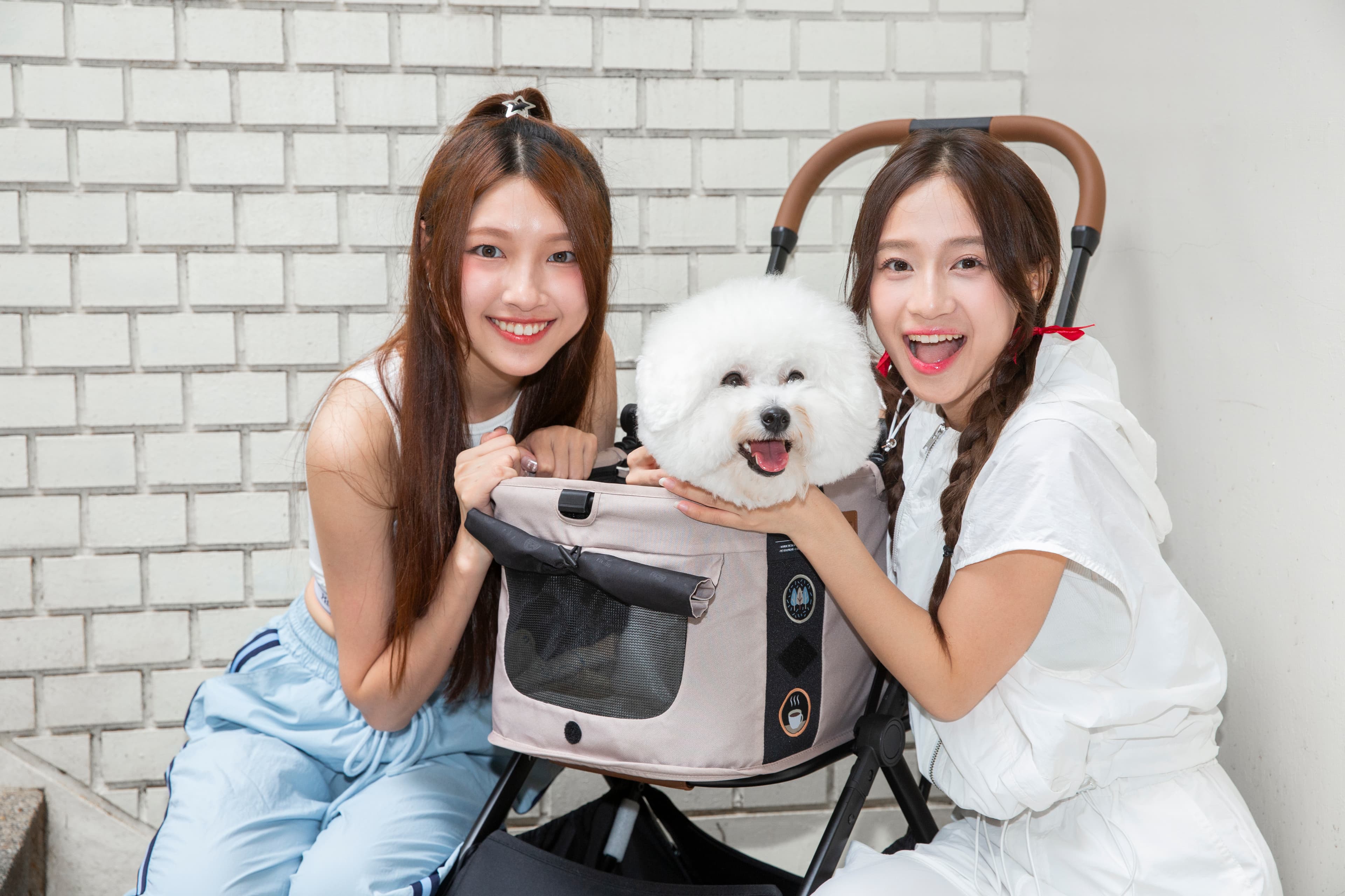 蔡菜擔心比熊犬滴滴是不是不喜歡弟弟。