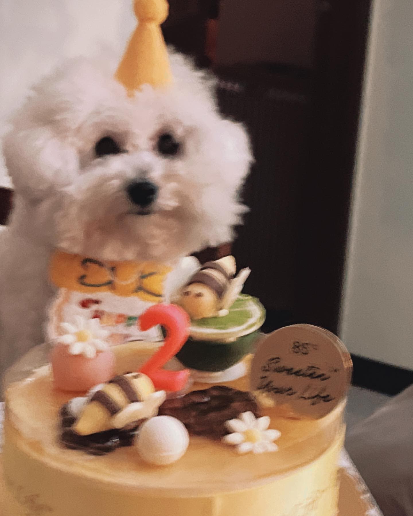 蔡菜幫比熊犬滴滴過生日。(翻攝自蔡菜CC IG)