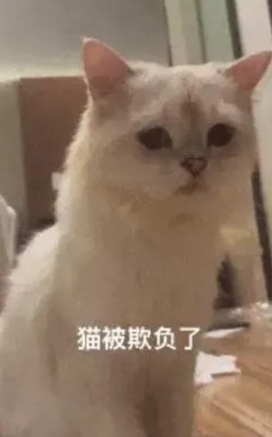網友的愛貓被友人合夥人偷偷帶去配種,事後回來後精神萎靡、體型消瘦。(翻攝微博)