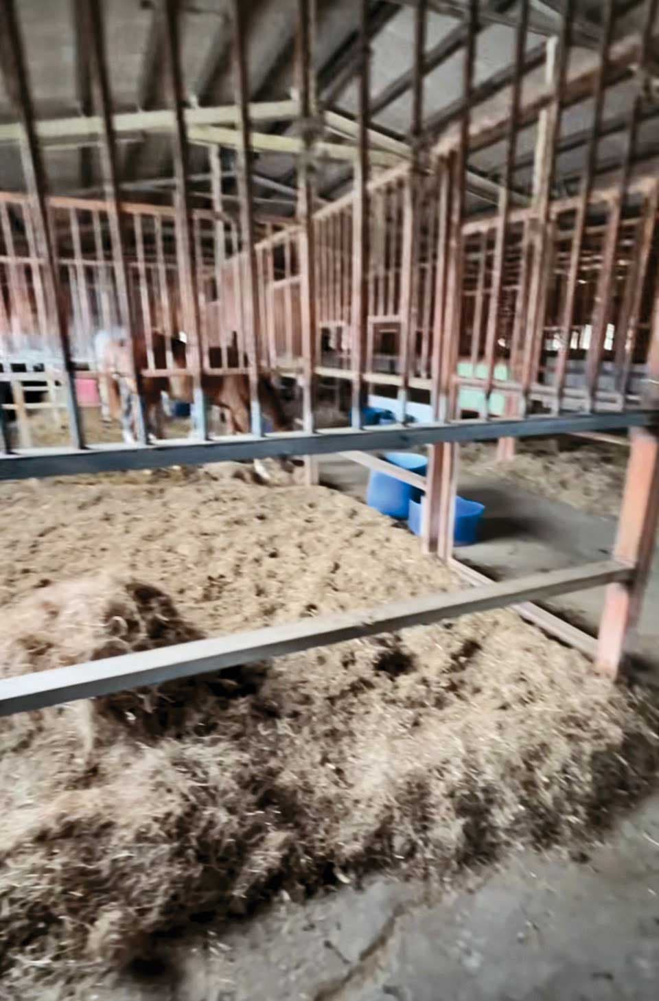 悠客馬場的馬廄環境很糟,鋪著一堆臭酸、看似發霉的乾草。(讀者提供)