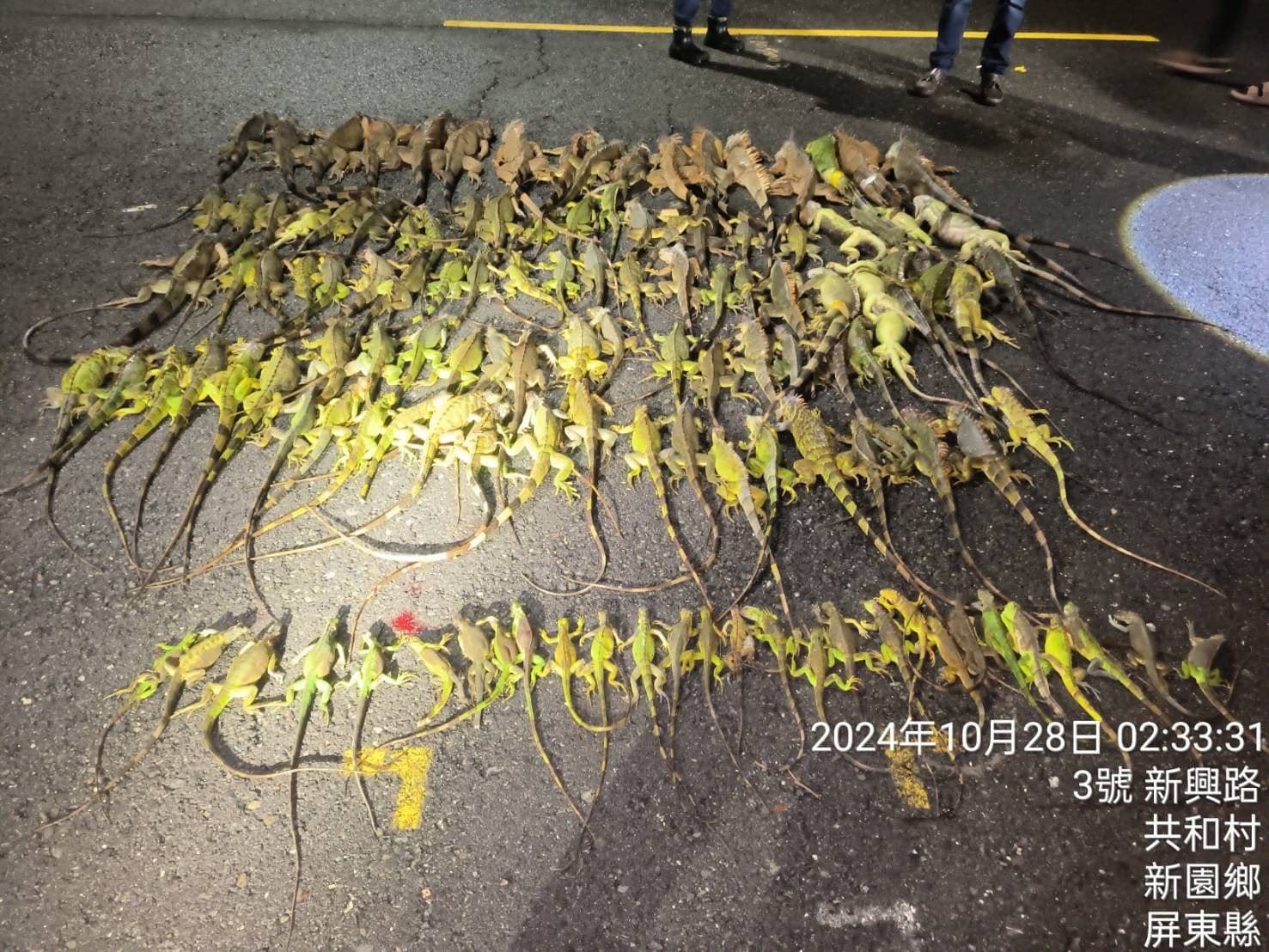 屏東縣農業處委外專業廠商,針對民眾或農民反映地區進行綠鬣蜥夜間巡查捕捉,防範綠鬣蜥造成農損。(屏東縣政府提供)