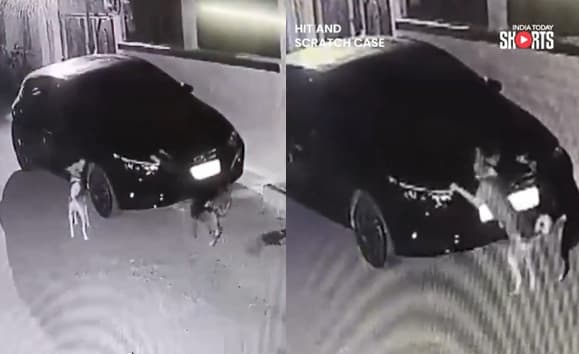 狗狗白天被車撞後,凌晨竟揪狗友助陣,一起用爪子抓刮肇事者的車子。(翻攝X@IndiaToday)
