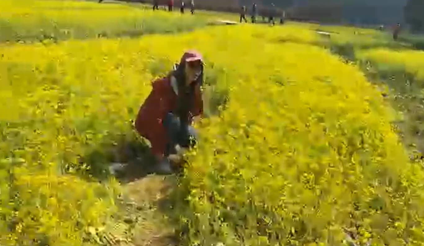 台中武陵農場正值櫻花季,園內櫻花和油菜花的花況都很不錯,卻有遊客不聽勸阻,硬要踏進花田拍照,令直播的小編很無奈。(翻攝自武陵農場 Wuling Farm 臉書)