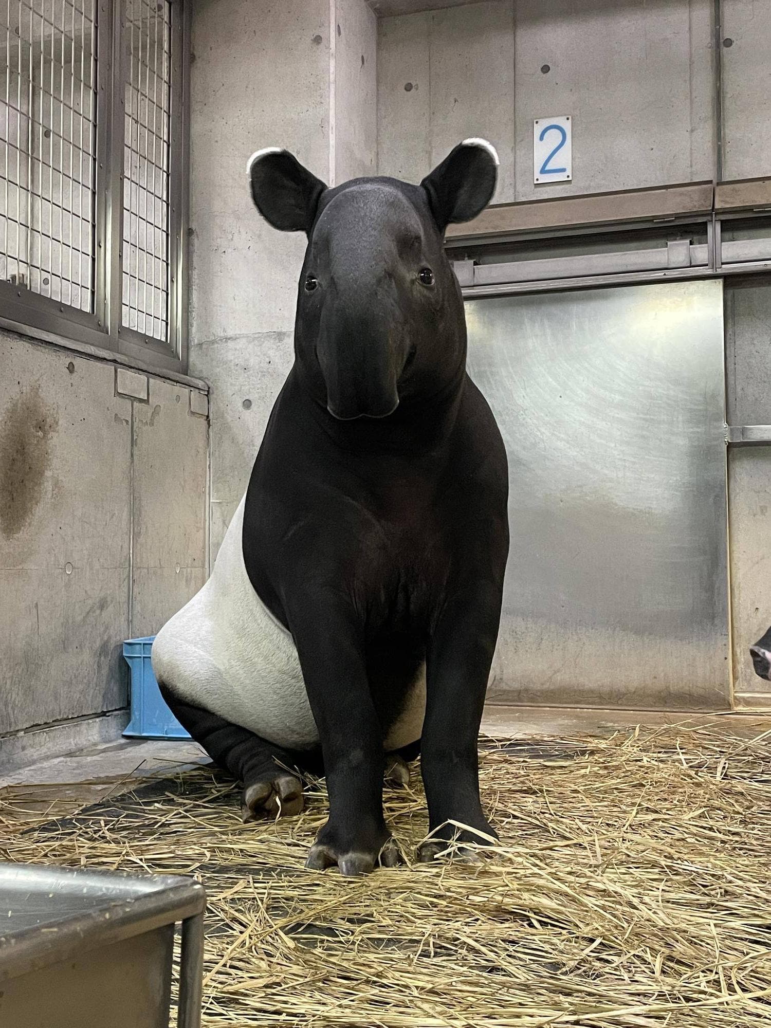 英雄僅2歲半就逝世,如今只能靠照片追憶。(翻攝自橫濱動物園官網)