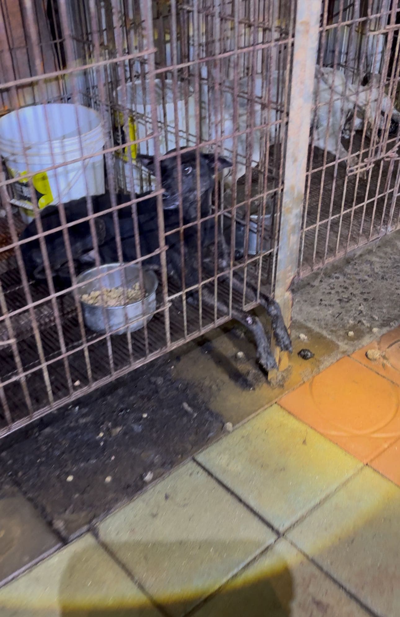 愛狗人士到場為剩餘犬隻裝水、餵食,環境猶如人間煉獄,存活下來的狗狗也幾乎骨瘦如柴。(邵柏虎提供)