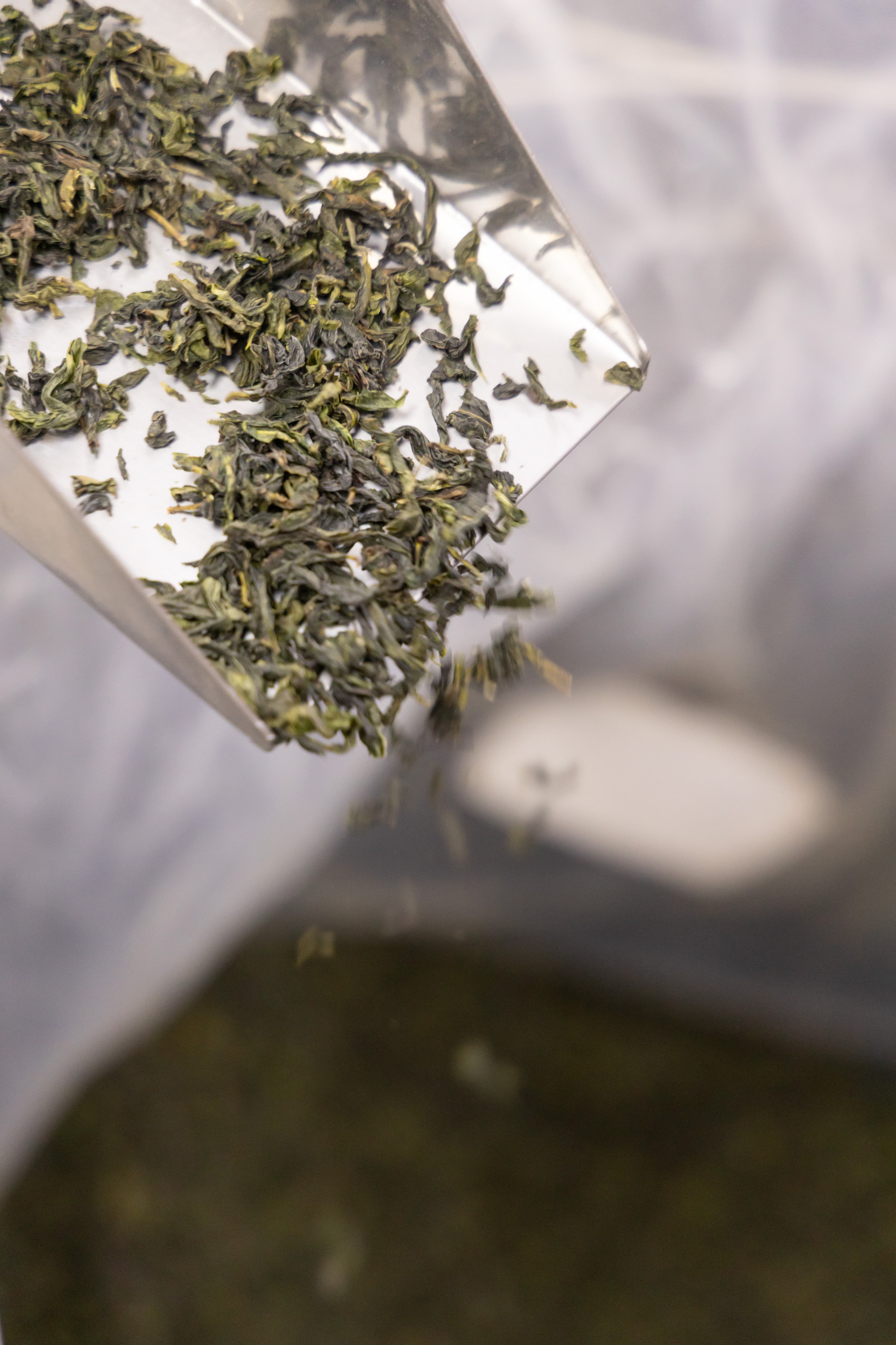 坪林特產「文山包種茶」外型呈條索狀，帶有淡雅白花香氣，是清香型烏龍茶。