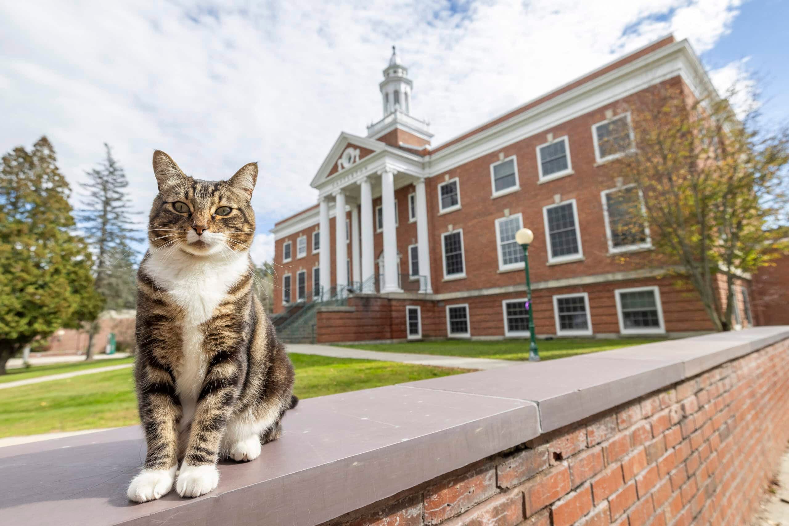 麥克斯今年5月獲頒博士學位,不過牠將不會出席畢業典禮。(翻攝自Vermont State University官網)