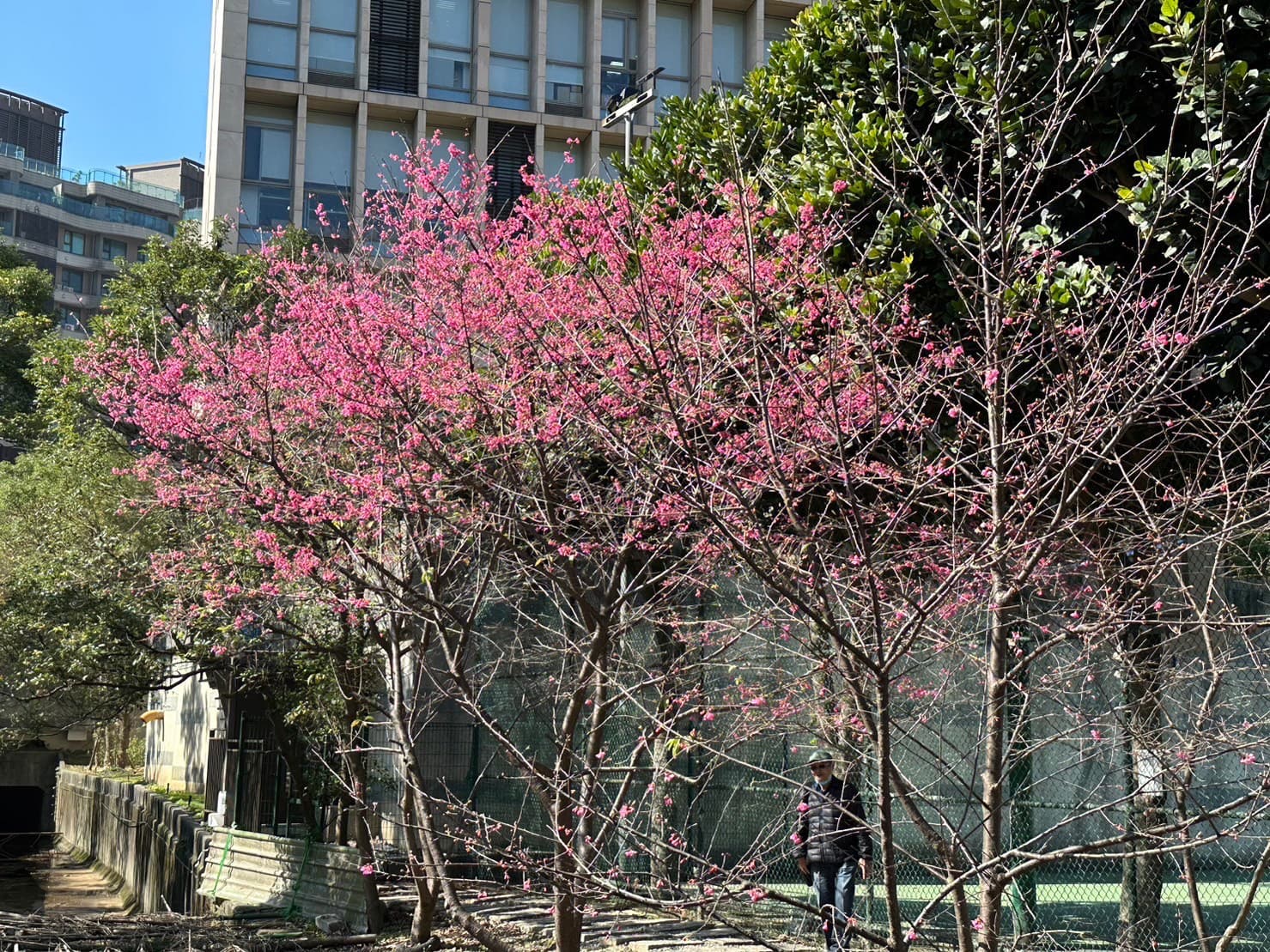汐止區康誥坑溪兩岸,沿岸種植約200株山櫻。(新北市景觀處提供)