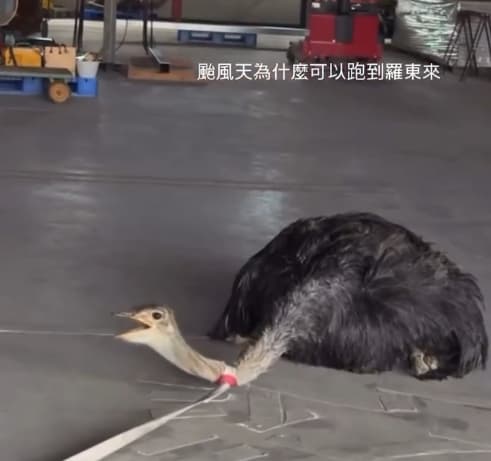 飼主也無奈地寫道:「寵壞的傲嬌小公主… 被攔截的時候還凶巴巴, 回到家就一個超廢模式🌚」(翻攝自Threads)
