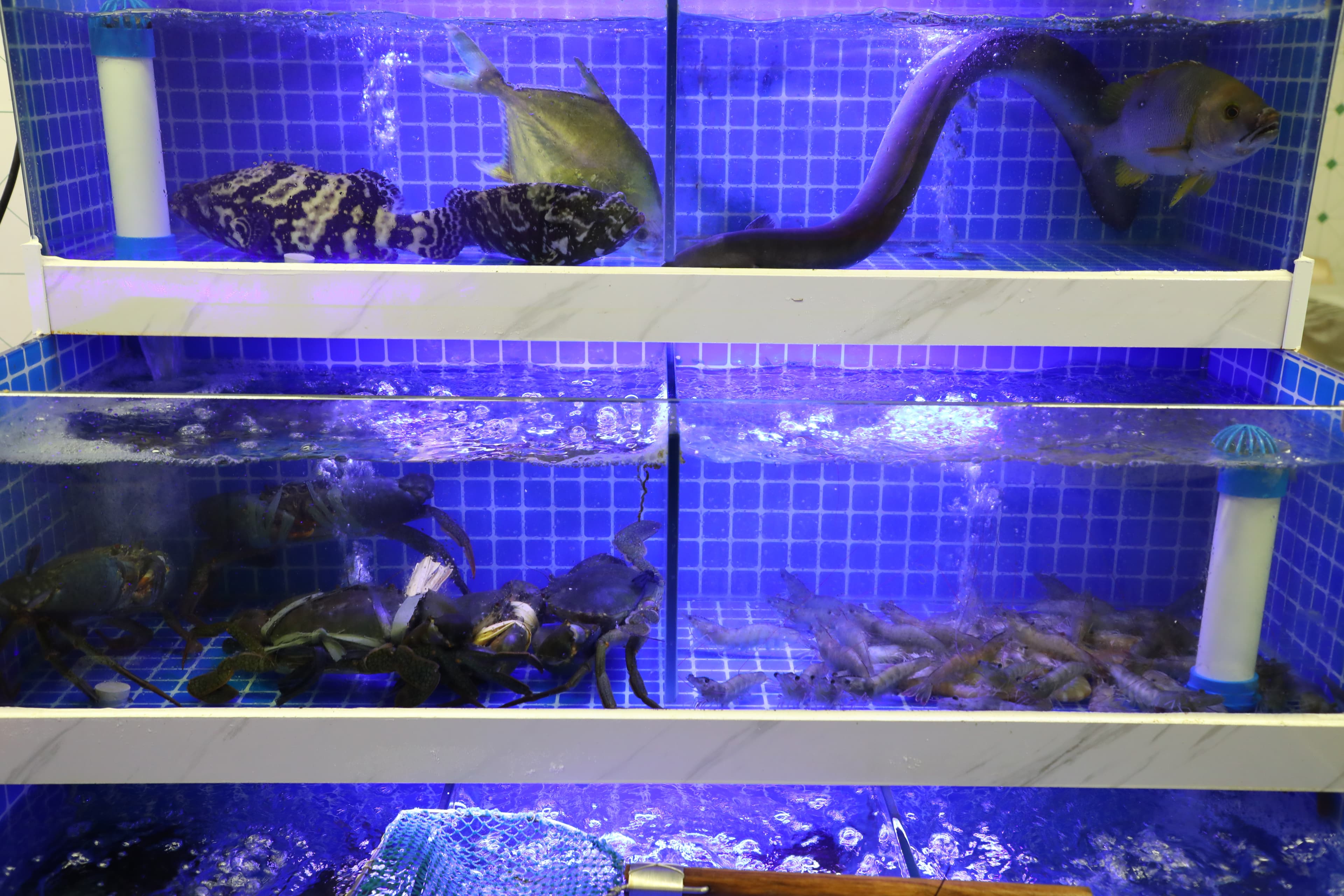 中記擁有自己的水族箱,生猛海鮮活跳跳。