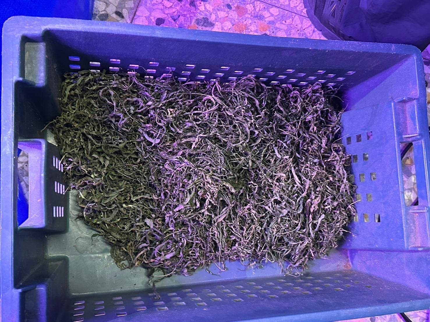被查獲的大麻葉。(中打提供)