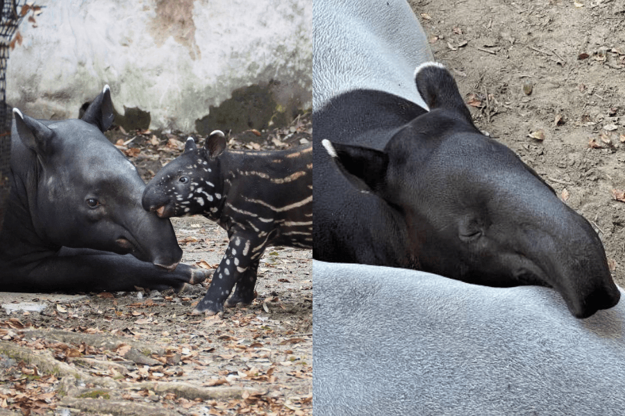 英雄很黏媽媽,喜歡把媽媽當枕頭。(翻攝自橫濱動物園官網)