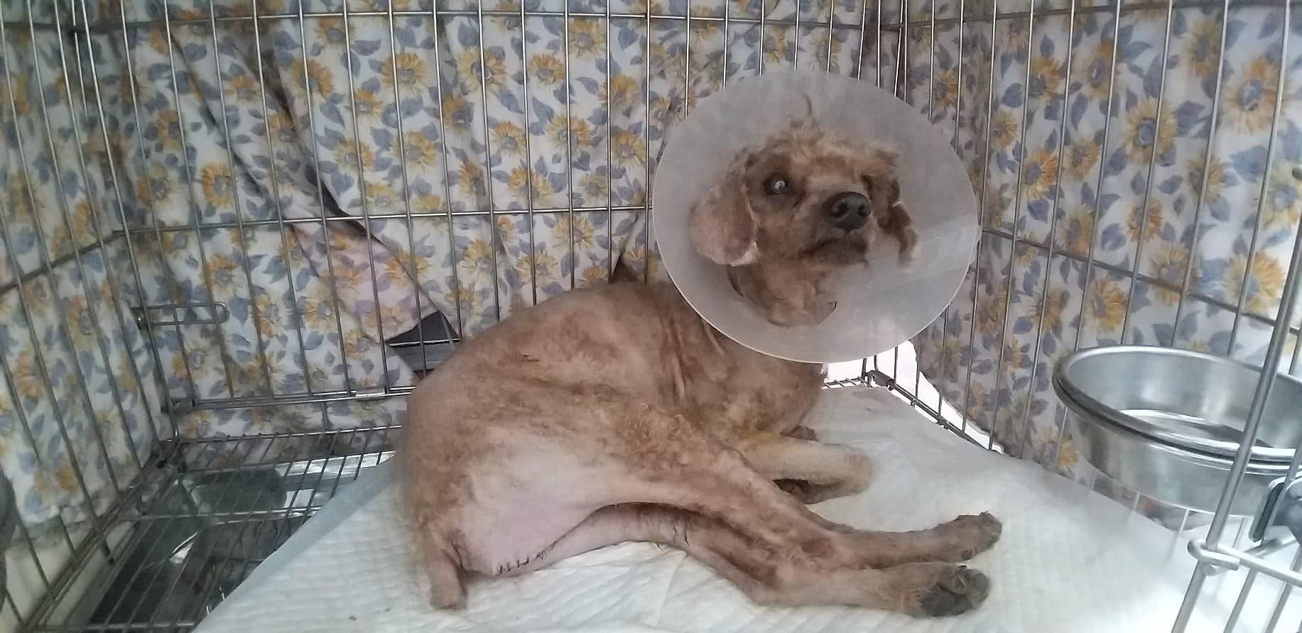 腫瘤過大致阿貴坐下行走困難。(新北動保處提供)