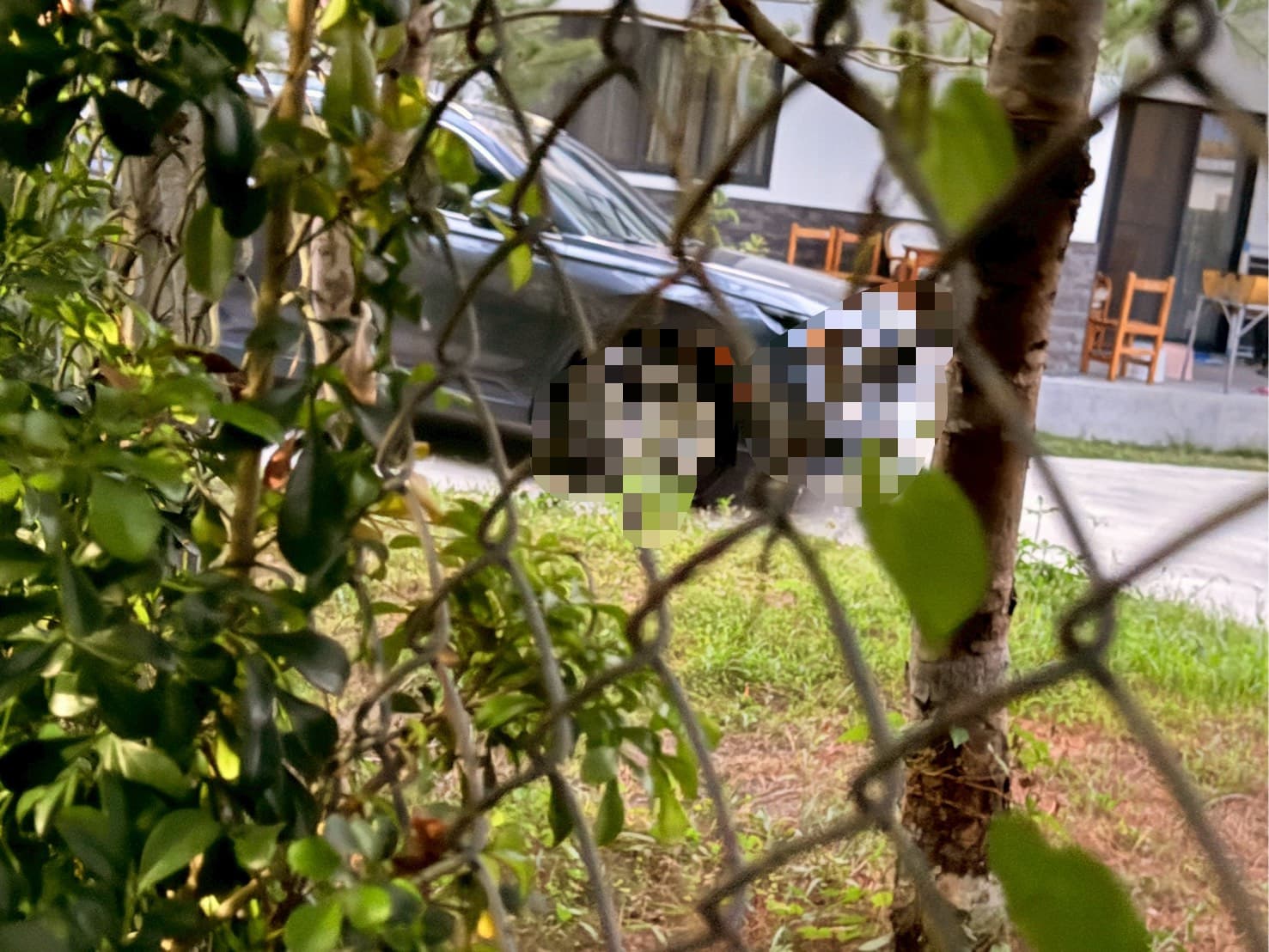 C老師多次被直擊固定在每週四的下午5點多獨自開車到農舍找邱,每回都待了一個小時才開車返家。(讀者提供)