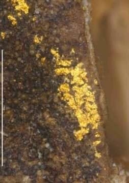 科學分析證實，其種子構造高度吻合當時具備藥用與食用價值的杏仁，更在表面清晰觀測到了金粉附著的痕跡。（翻攝自NHK）