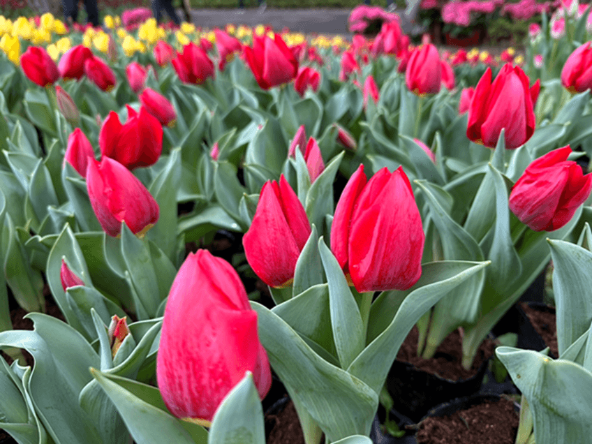 皇室獻上品種「富山紅」是礪波市特有種。(北市工務局公園處提供)