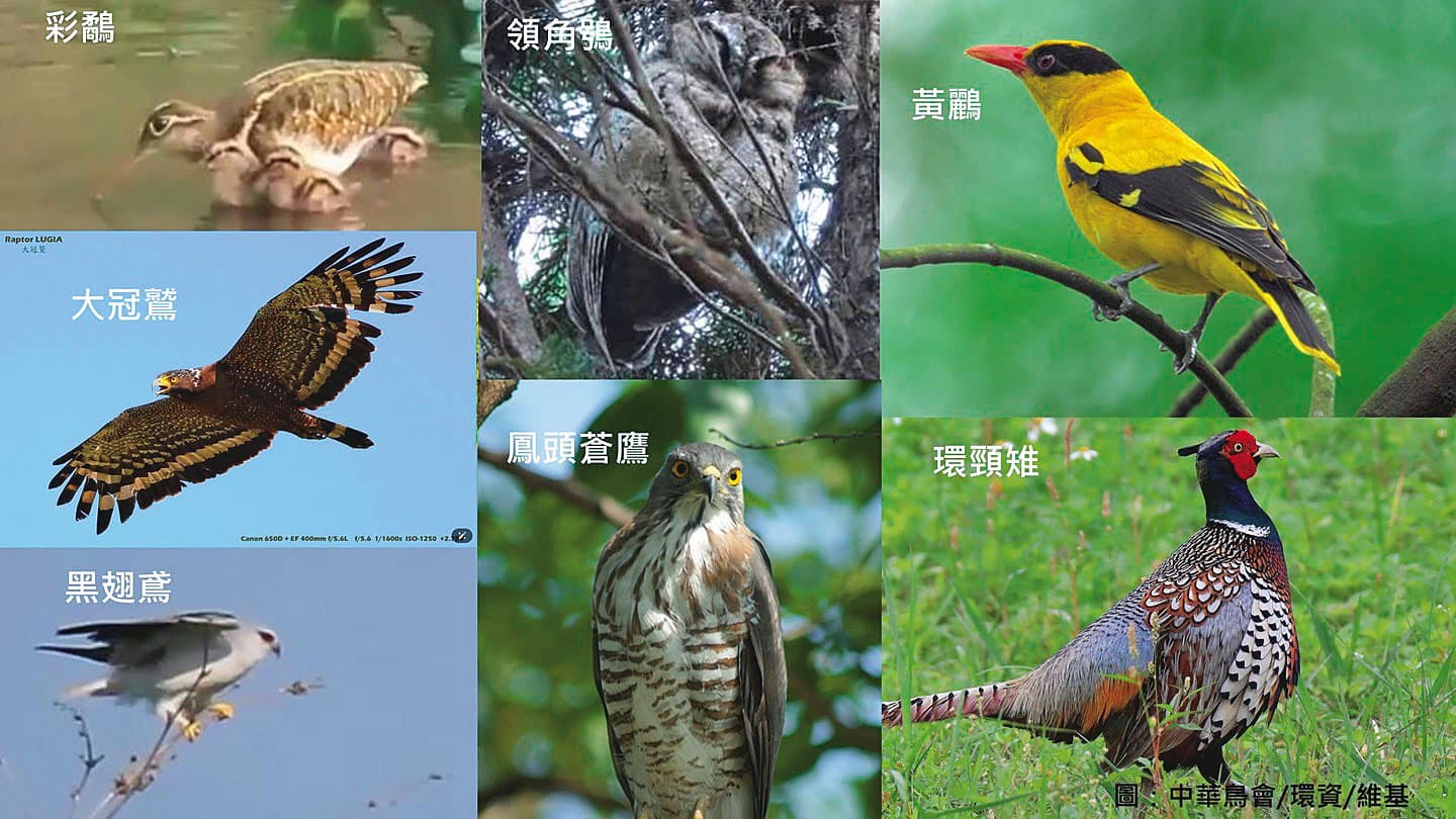 橋頭糖廠周邊的森林,有超過10種以上的保育類生物棲息。(莊傑任提供)