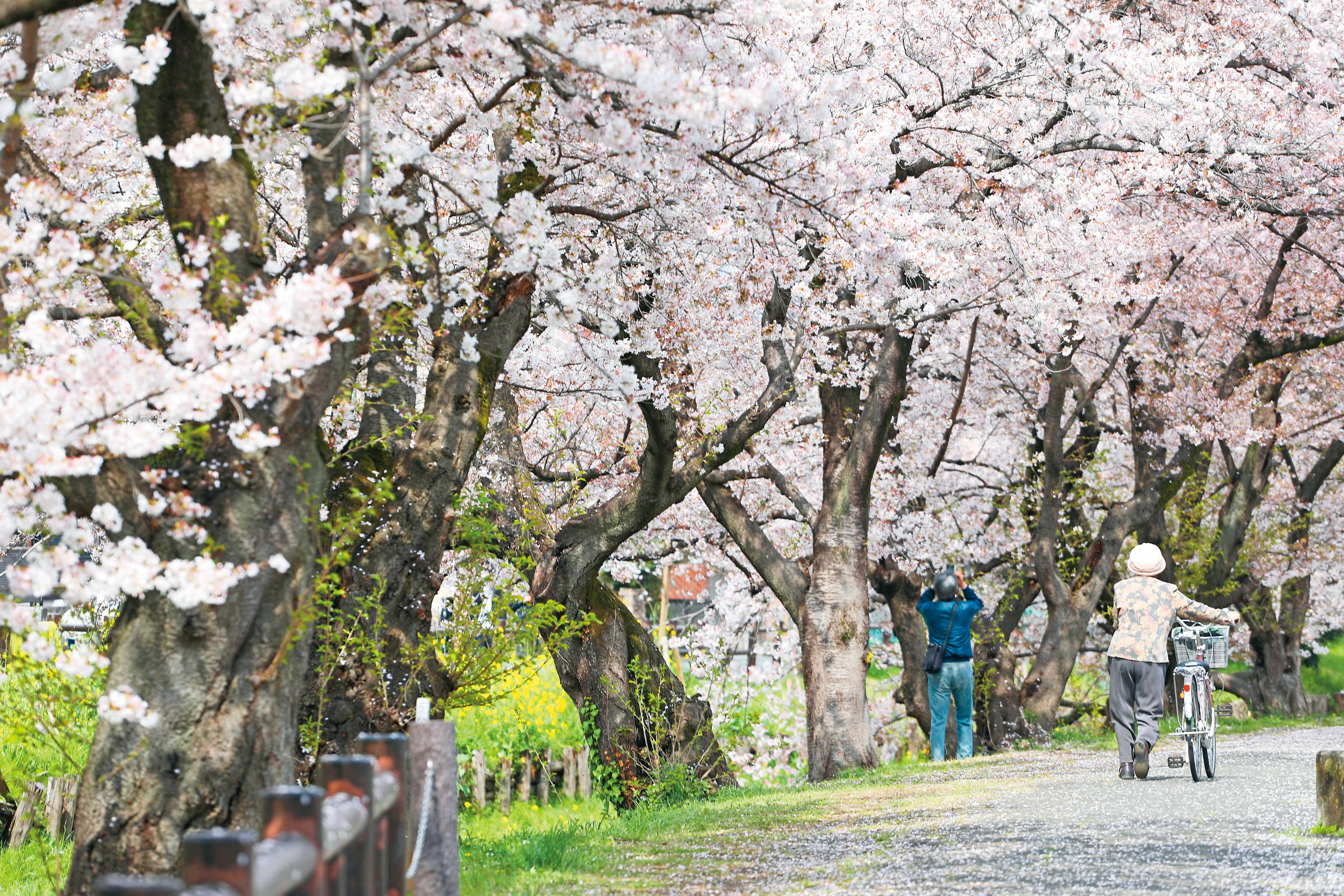冰川神社已有超過1,500年歷史,不僅是當地信仰中心,河畔滿開的櫻花也吸引觀光客慕名而來。