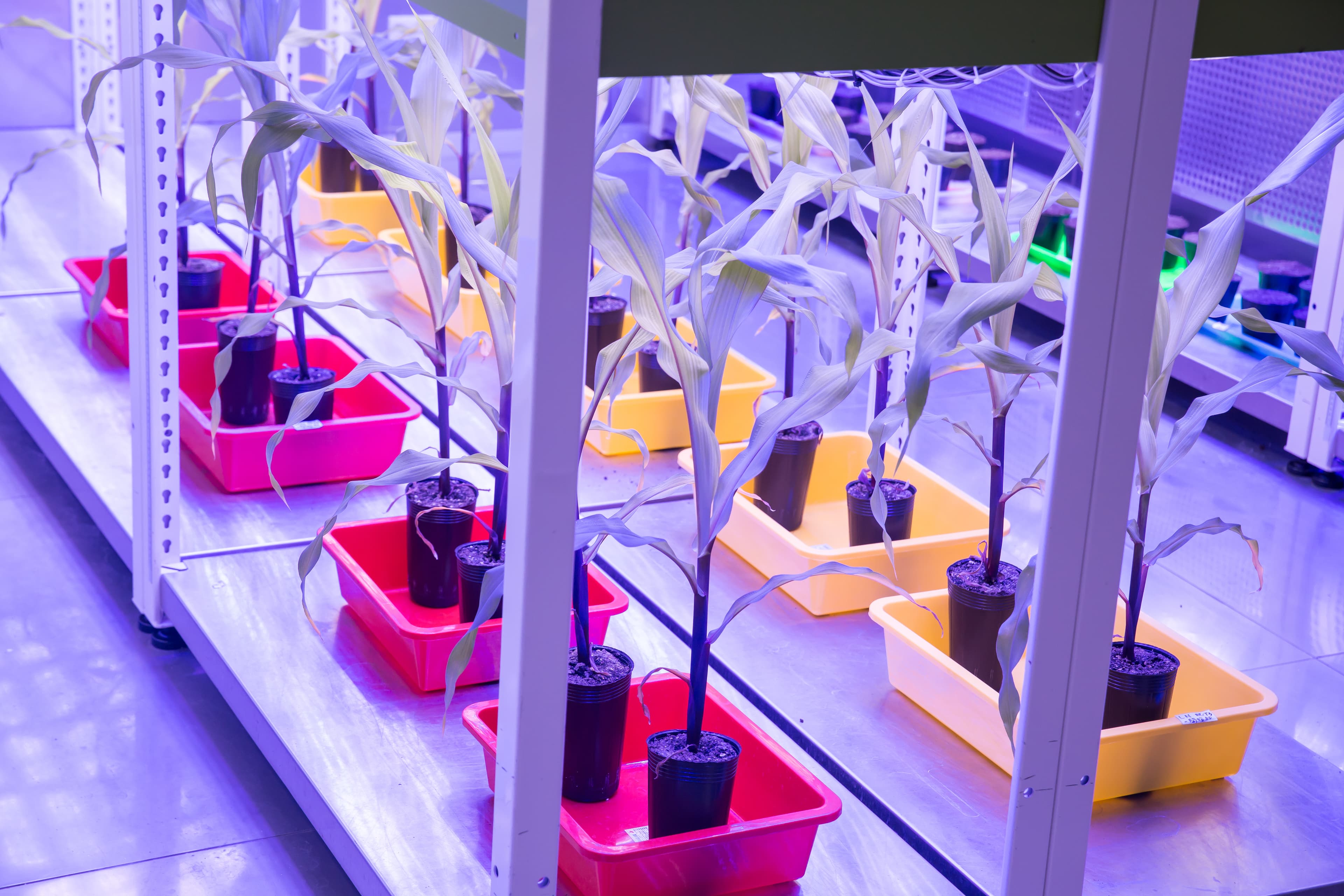 研發中心有數間智能氣候實驗室,模擬植物所遇如低溫、乾旱等各種惡劣環境。